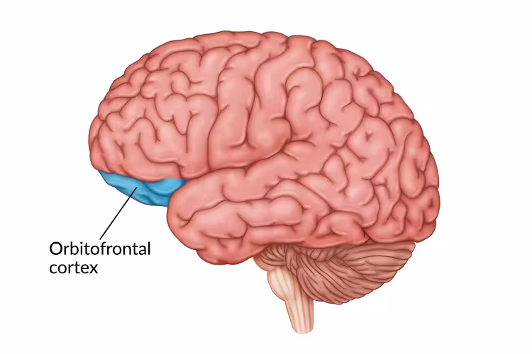 Brain with orbitofrontal cortex labeled